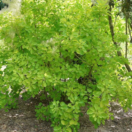 Cotinus Coggygria Winecraft Gold Smokebush SiteOne